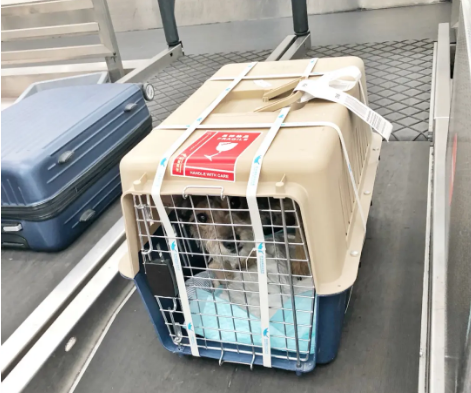 新市宠物托运 宠物托运公司 机场宠物托运 宠物空运